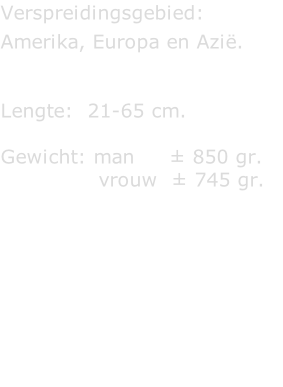 Verspreidingsgebied:   Amerika, Europa en Azië.   Lengte:  21-65 cm.  Gewicht: man     ± 850 gr.                vrouw  ± 745 gr.