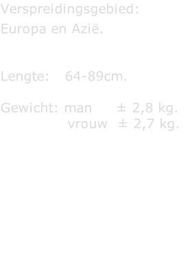 Verspreidingsgebied:  Europa en Azië.   Lengte:   64-89cm.  Gewicht: man     ± 2,8 kg.               vrouw  ± 2,7 kg.