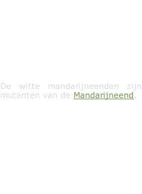 De witte mandarijneenden zijn mutanten van de Mandarijneend.