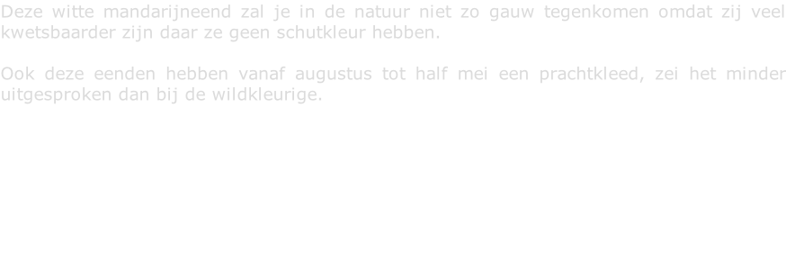 Deze witte mandarijneend zal je in de natuur niet zo gauw tegenkomen omdat zij veel kwetsbaarder zijn daar ze geen schutkleur hebben.  Ook deze eenden hebben vanaf augustus tot half mei een prachtkleed, zei het minder uitgesproken dan bij de wildkleurige.