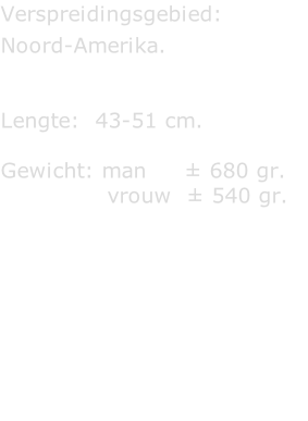Verspreidingsgebied:   Noord-Amerika.   Lengte:  43-51 cm.  Gewicht: man     ± 680 gr.                vrouw  ± 540 gr.