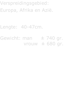 Verspreidingsgebied:   Europa, Afrika en Azië.   Lengte:  40-47cm.  Gewicht: man     ± 740 gr.                vrouw  ± 680 gr.