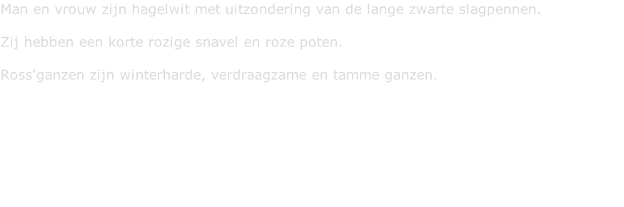 Man en vrouw zijn hagelwit met uitzondering van de lange zwarte slagpennen.  Zij hebben een korte rozige snavel en roze poten.  Ross'ganzen zijn winterharde, verdraagzame en tamme ganzen.