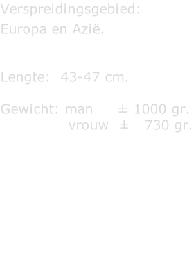 Verspreidingsgebied:   Europa en Azië.   Lengte:  43-47 cm.  Gewicht: man     ± 1000 gr.                vrouw  ±   730 gr.