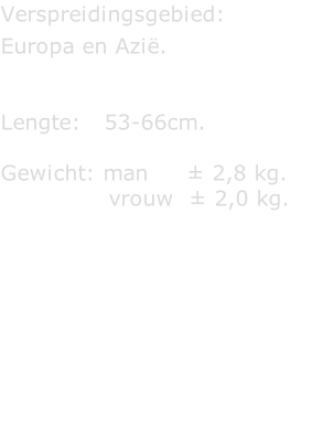 Verspreidingsgebied:  Europa en Azië.   Lengte:   53-66cm.  Gewicht: man     ± 2,8 kg.               vrouw  ± 2,0 kg.