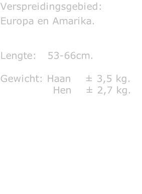 Verspreidingsgebied:  Europa en Amarika.   Lengte:   53-66cm.  Gewicht: Haan    ± 3,5 kg.                Hen    ± 2,7 kg.